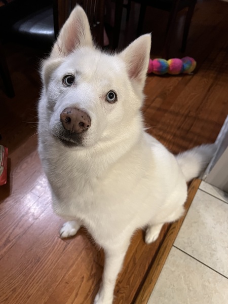 Entry image for Sapphy. Clicking this image will show a larger photo