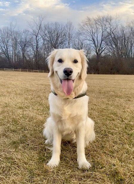 Entry image for Luna. Clicking this image will show a larger photo