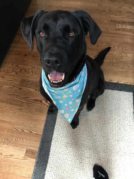 Entry image for Beemo . Clicking this image will show a larger photo