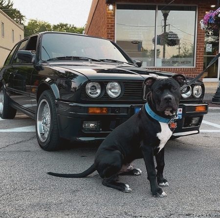 Entry image for Smokey. Clicking this image will show a larger photo