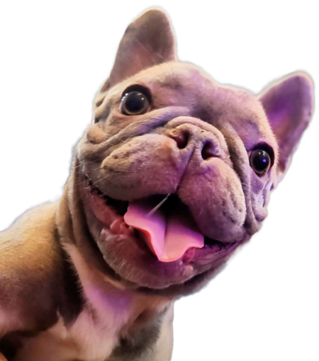 Entry image for Frankie. Clicking this image will show a larger photo