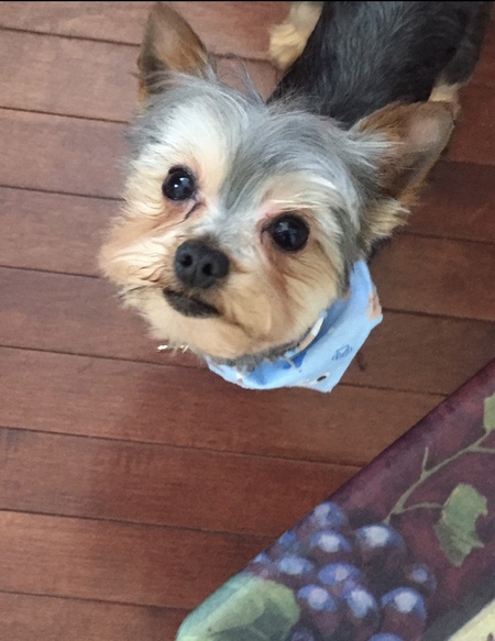 Entry image for Booferd. Clicking this image will show a larger photo