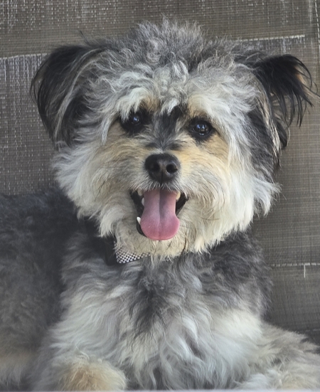 Entry image for Gizmo. Clicking this image will show a larger photo