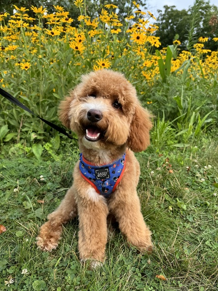 Entry image for Crumpet . Clicking this image will show a larger photo