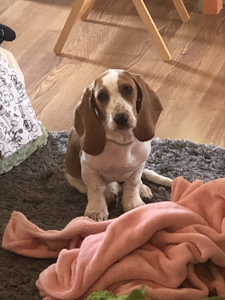 Entry image for Poppyseed. Clicking this image will show a larger photo