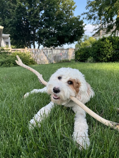 Entry image for Lumi. Clicking this image will show a larger photo