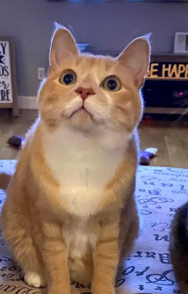 Entry image for Harry. Clicking this image will show a larger photo