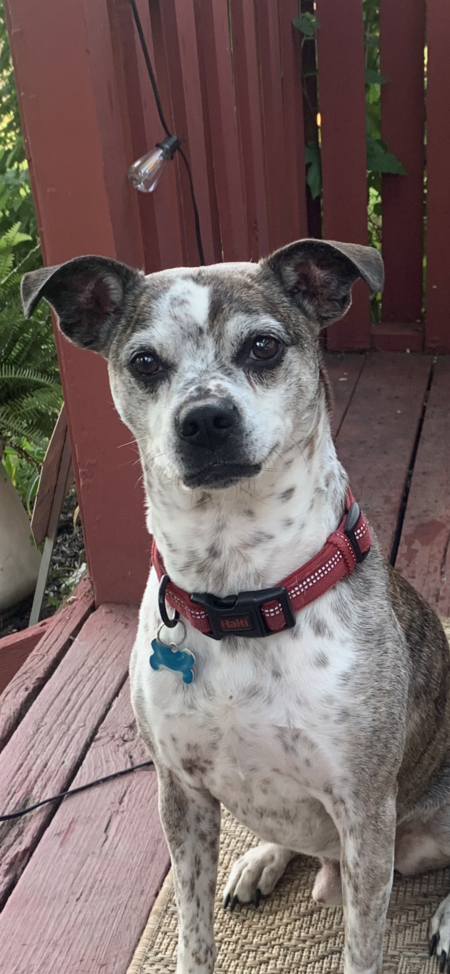 Entry image for Harvey. Clicking this image will show a larger photo