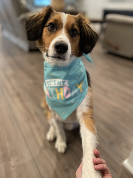 Entry image for Oliver. Clicking this image will show a larger photo