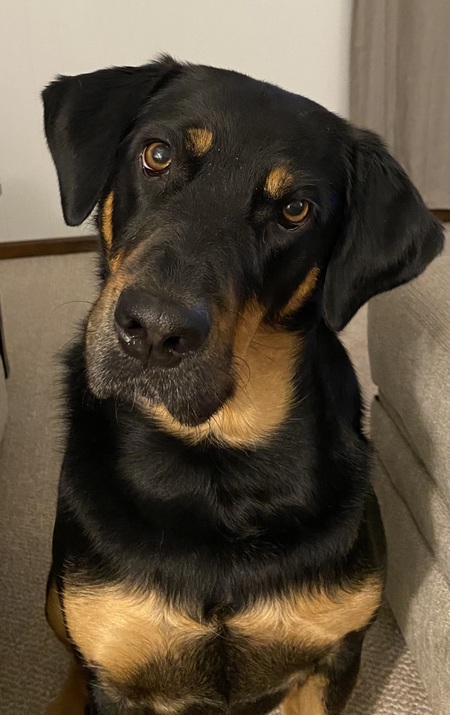 Entry image for Roxxxy. Clicking this image will show a larger photo