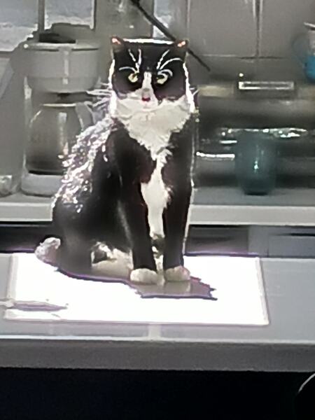 Entry image for Groot. Clicking this image will show a larger photo