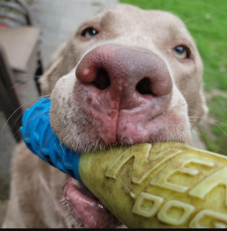 Entry image for Leia. Clicking this image will show a larger photo