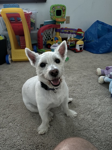 Entry image for Gunner. Clicking this image will show a larger photo