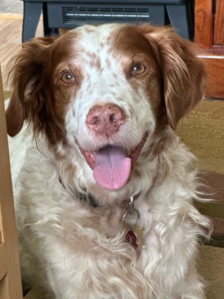 Entry image for Tibirious. Clicking this image will show a larger photo