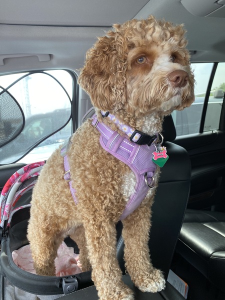 Entry image for FiFi. Clicking this image will show a larger photo