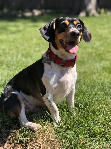 Entry image for Oliver. Clicking this image will show a larger photo