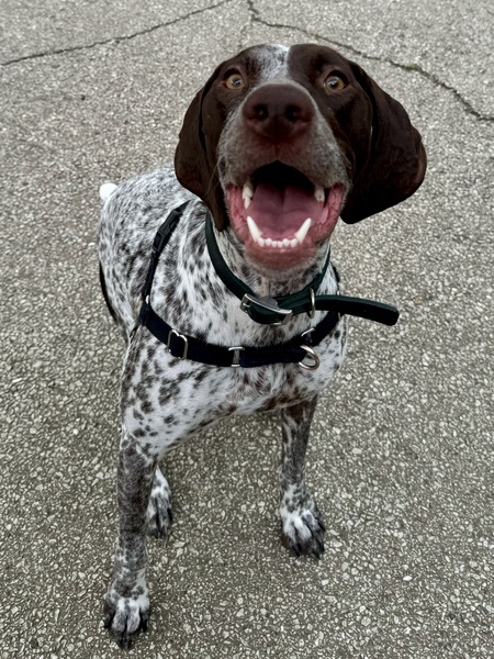 Entry image for Riley. Clicking this image will show a larger photo