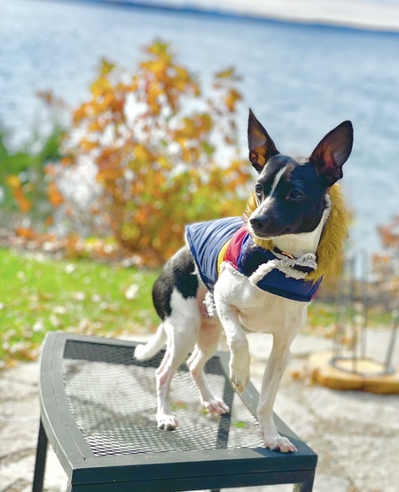 Entry image for Nash. Clicking this image will show a larger photo