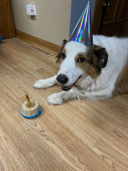 Entry image for Beau . Clicking this image will show a larger photo