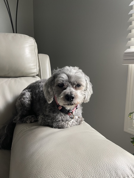 Entry image for Lucky. Clicking this image will show a larger photo