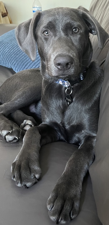 Entry image for Graycie. Clicking this image will show a larger photo