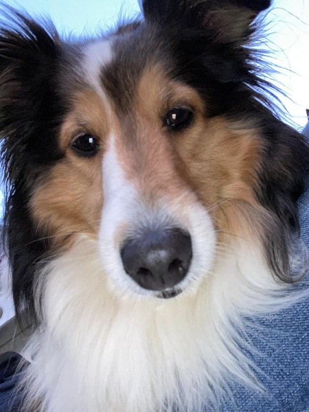 Entry image for Lola. Clicking this image will show a larger photo