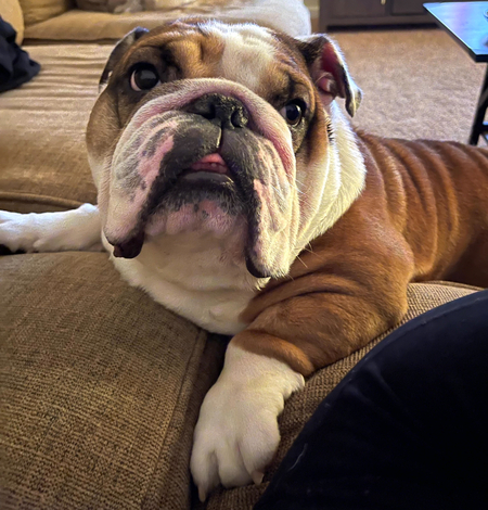 Entry image for Calvin . Clicking this image will show a larger photo