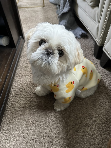 Entry image for Joey. Clicking this image will show a larger photo