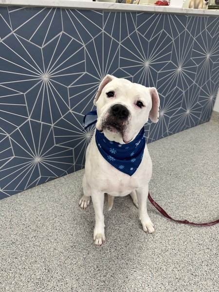 Entry image for Hank. Clicking this image will show a larger photo