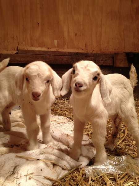 Daisy and Duke