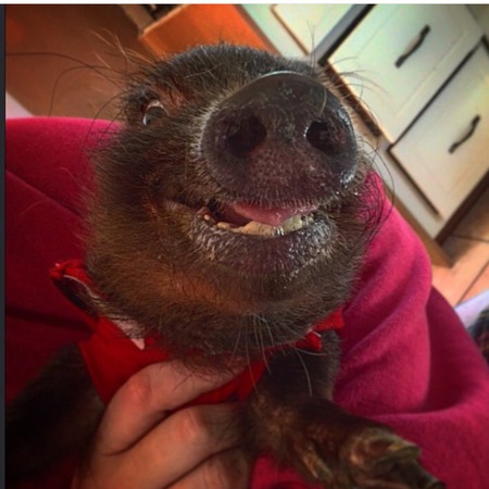 Penny The Pig
