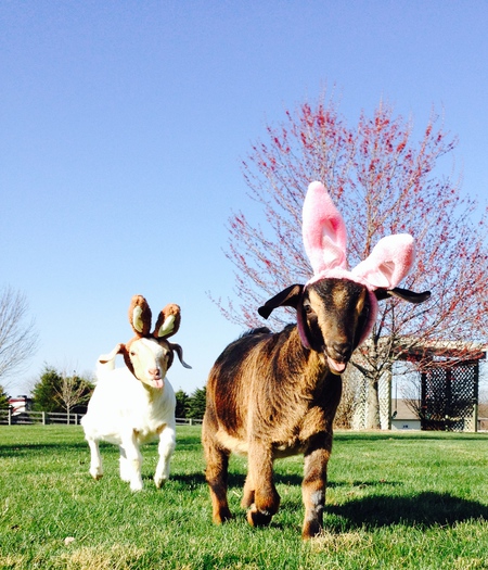 Zelda and Barbie the baby goats