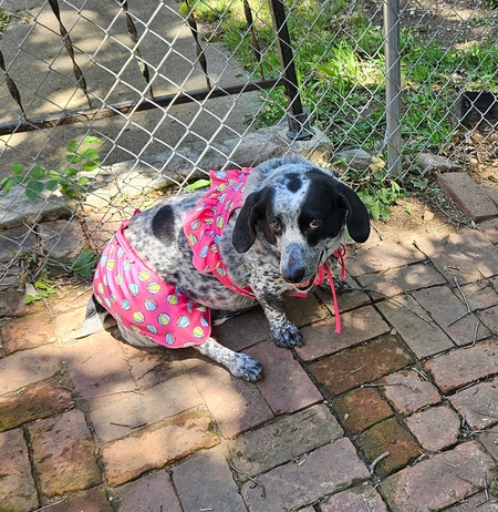 Gracie