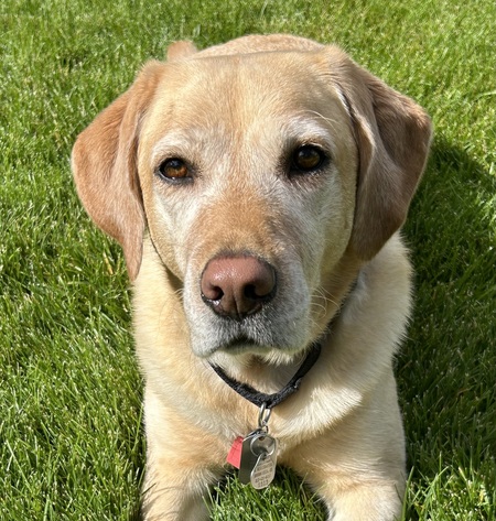 Indi