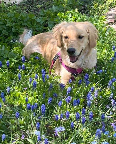 Daisy