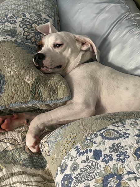 Biscuit 