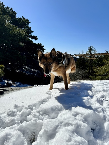 Nova 