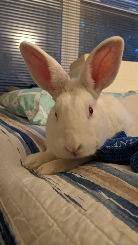 Cotton