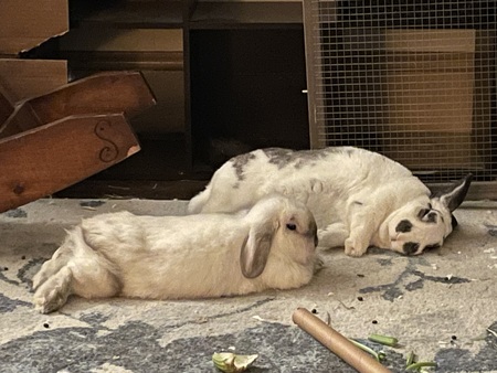 Potato and Pepper