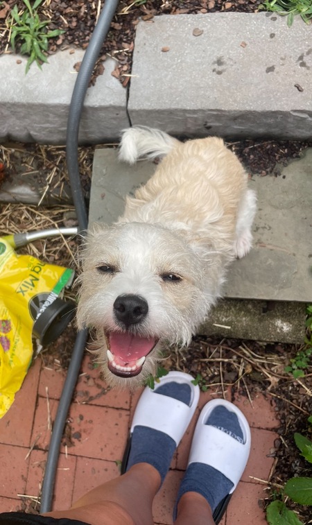 Oscar the Puppy Chow 