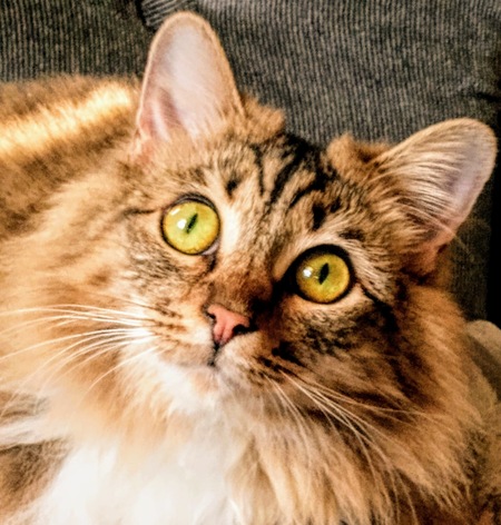 Misty