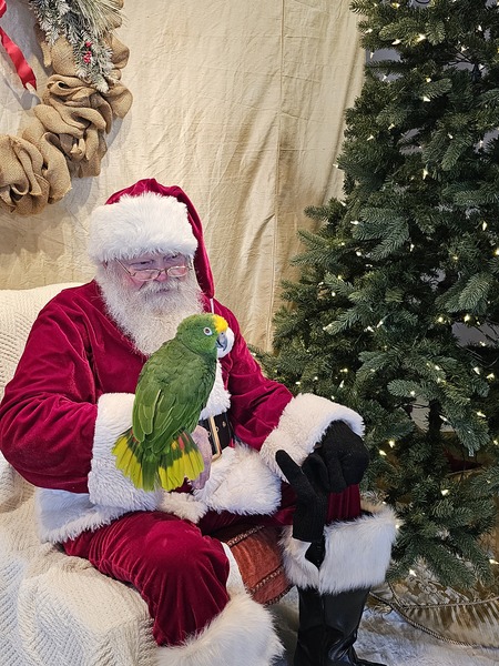 Polly
