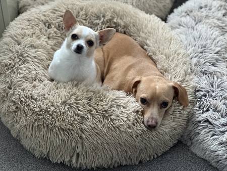 Pearl & Waffles 