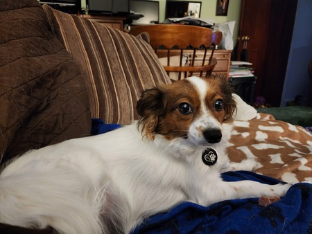 Willow