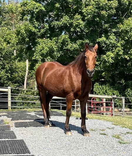 Mustang Joe