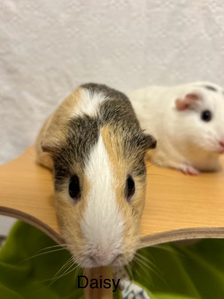 Daisy (formerly Runt)