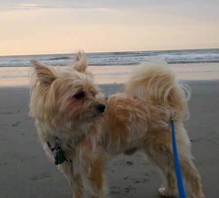 Jaxx 