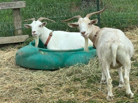 JoAnna and Josie, Savannah/pigmy goats adopted from LCR