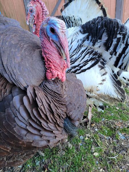 Tom Turkey with friends Clark and Nelson( Royal Palm Heritage Breed Fancy Turkeys)