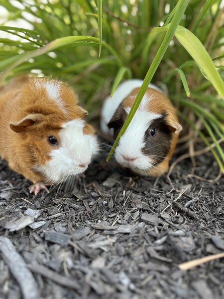 Ginger & Cocoa